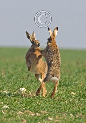 Boxing Brown Hares DM0273